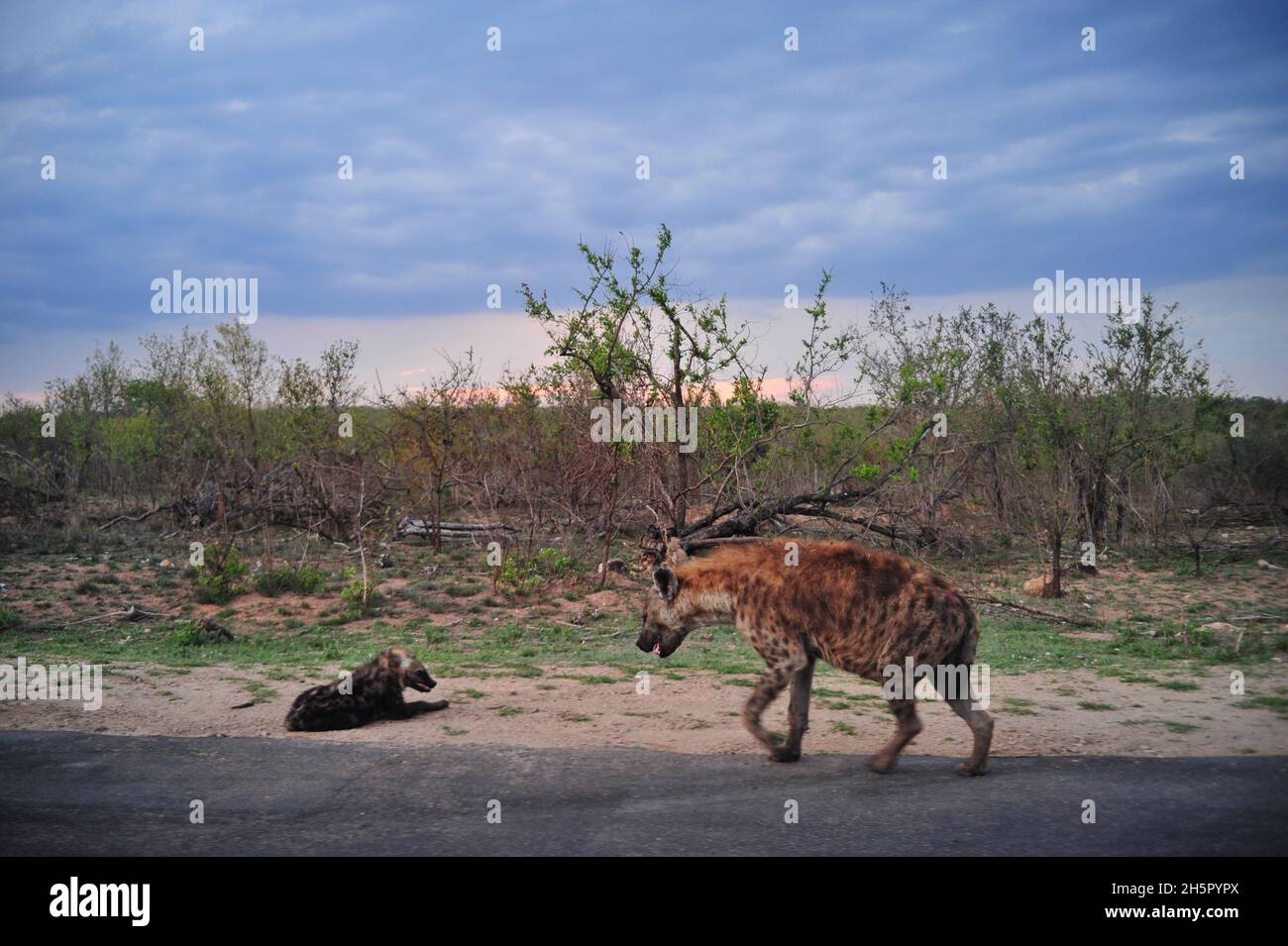 I numeri dei Wilddog sono a un livello soddisfacente nel Parco Nazionale di Kruger dopo molti anni sulla lista in via di estinzione. La loro rivalità con le inene continua Foto Stock