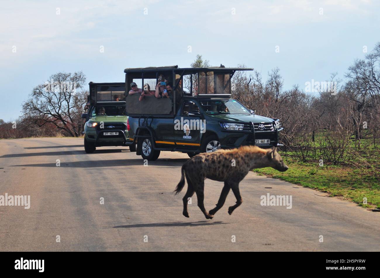 I numeri dei Wilddog sono a un livello soddisfacente nel Parco Nazionale di Kruger dopo molti anni sulla lista in via di estinzione. La loro rivalità con le inene continua Foto Stock