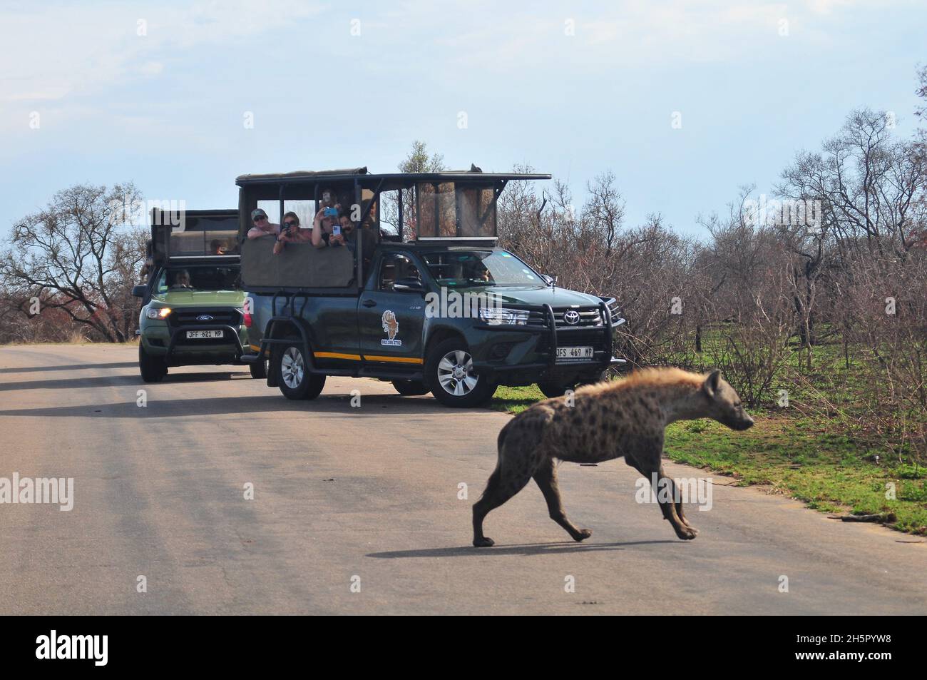 I numeri dei Wilddog sono a un livello soddisfacente nel Parco Nazionale di Kruger dopo molti anni sulla lista in via di estinzione. La loro rivalità con le inene continua Foto Stock