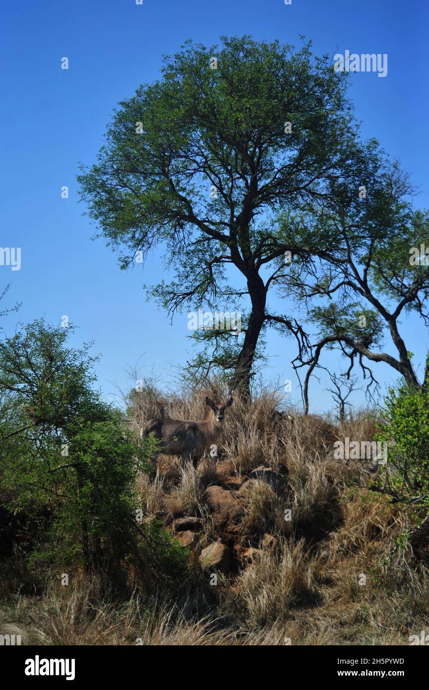I numeri dei Wilddog sono a un livello soddisfacente nel Parco Nazionale di Kruger dopo molti anni sulla lista in via di estinzione. La loro rivalità con le inene continua Foto Stock
