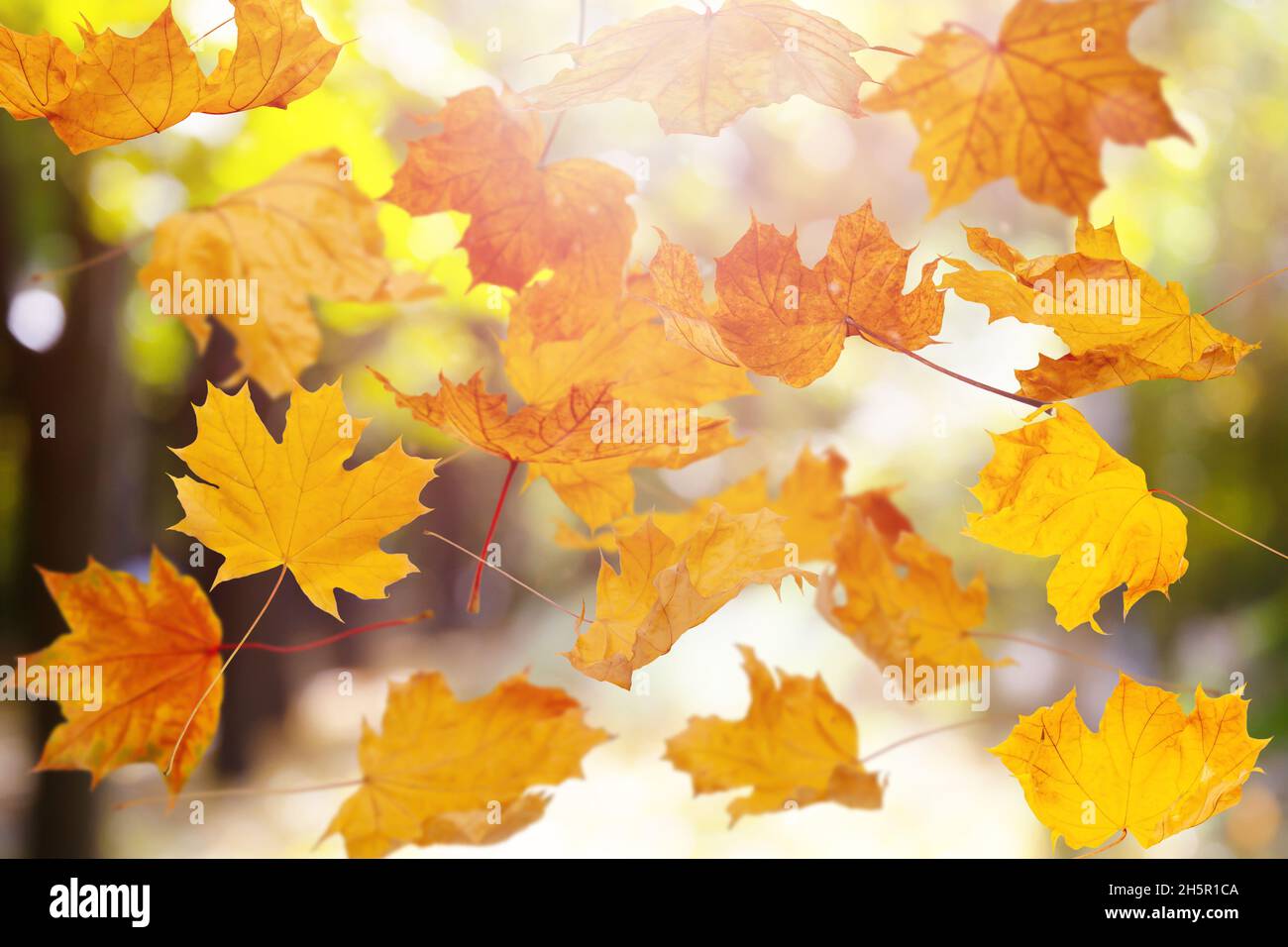 caduta di foglie di yelow autunno su sfondo naturale foresta blured Foto Stock