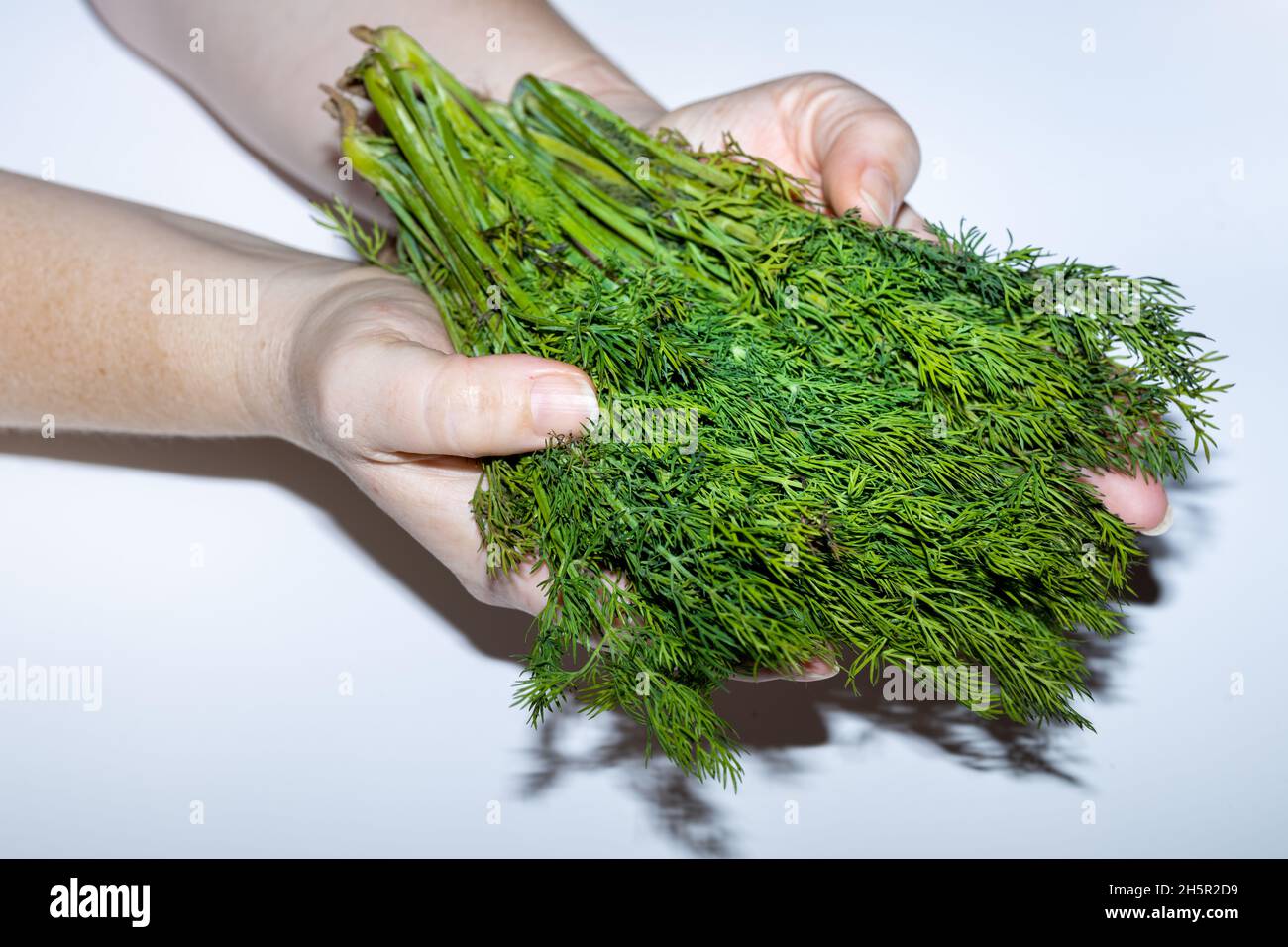 Mazzo fresco di aneto verde tenuto nelle mani delle donne, sfondo bianco, concetto di coltivazione biologica e alimentazione sana, Foto Stock