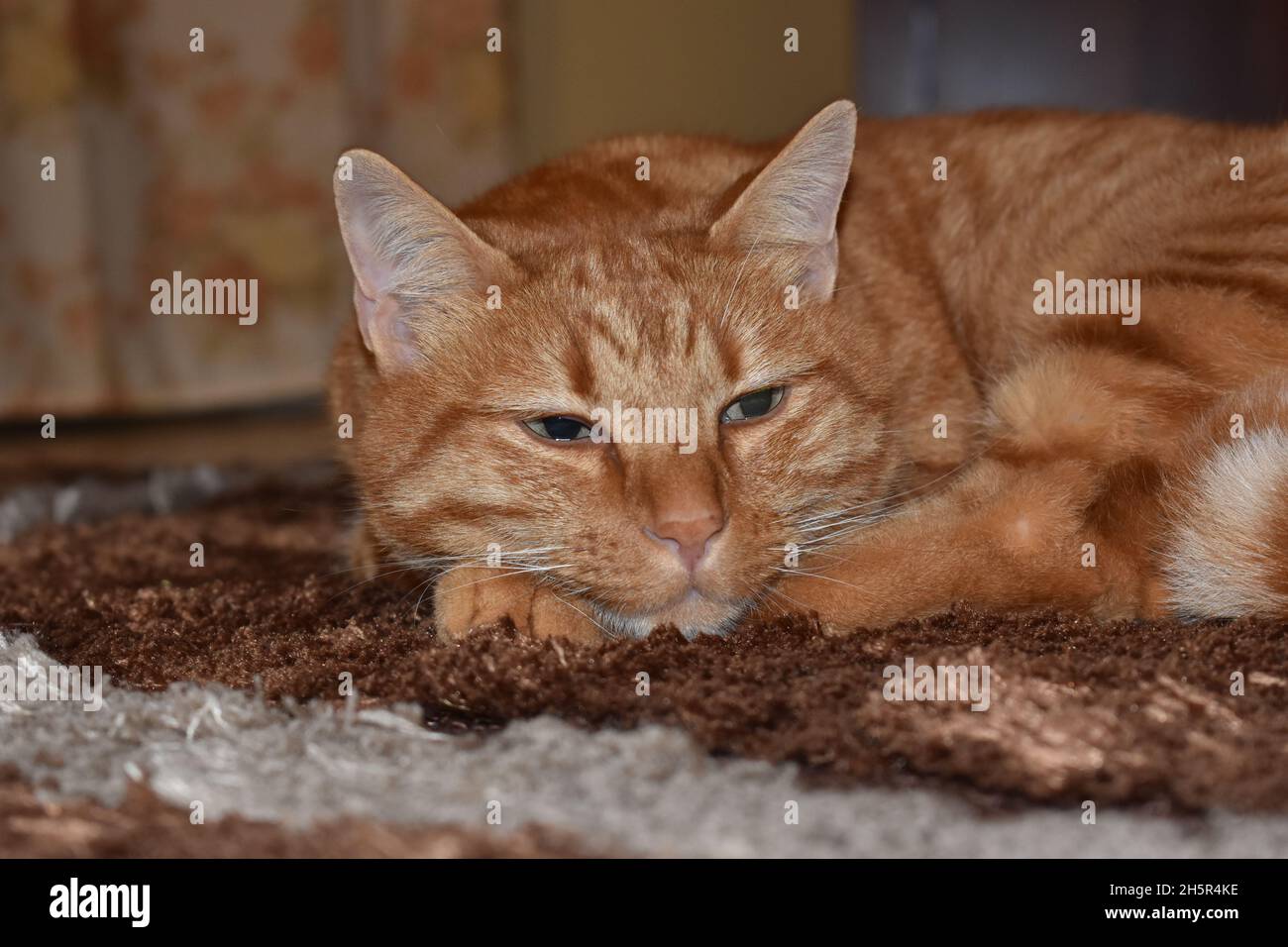 Gatto rosso assonnato Foto Stock
