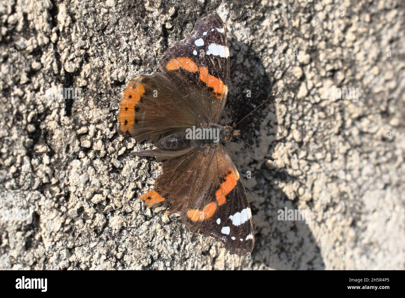 Farfalla vulcano Foto Stock