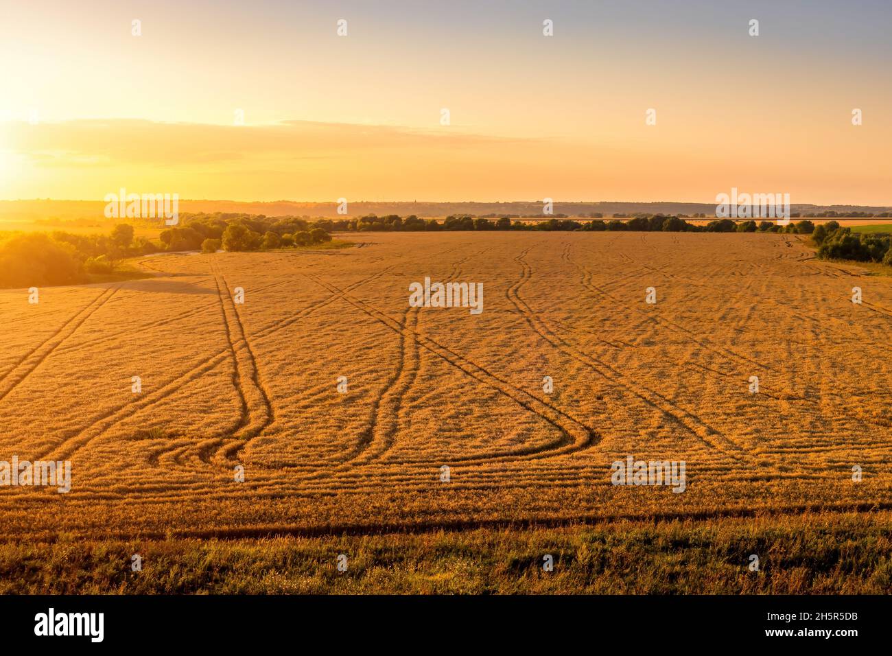 Vista dall'alto di un tramonto o di un'alba in un campo agricolo con orecchie di giovane segale dorata in una giornata di sole. Paesaggio rurale. Foto Stock