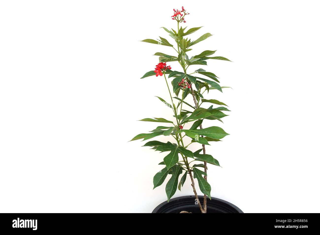 Jatropha integerrima pianta isolata su sfondo bianco Foto Stock