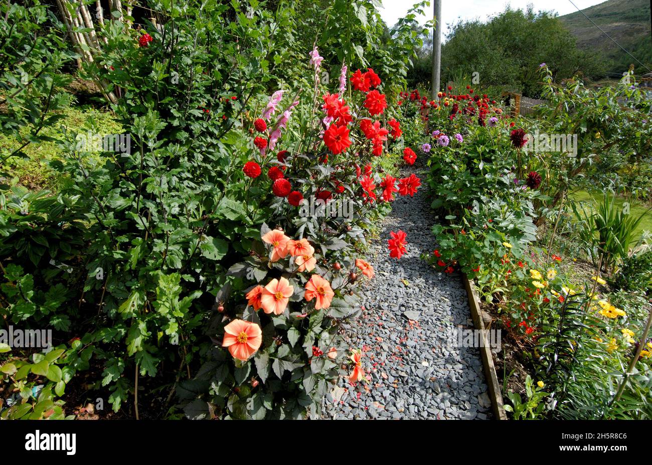 Dahlias colorato nel giardino Foto Stock