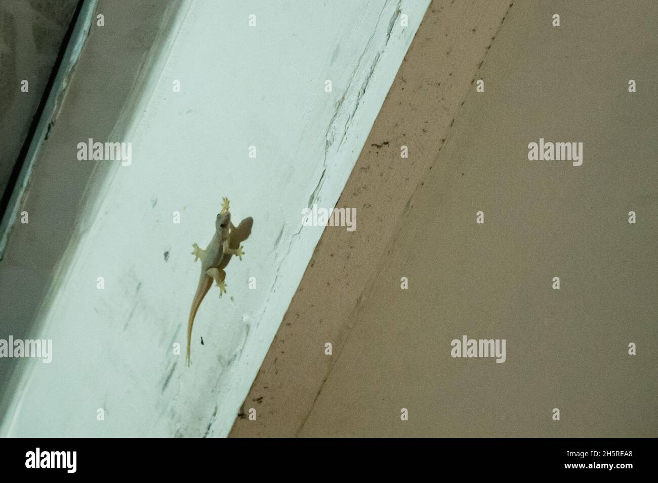 Rettile asiatico casa comune gecko, Hemidactylus frenatus, appeso su un muro bianco in Cambogia Foto Stock