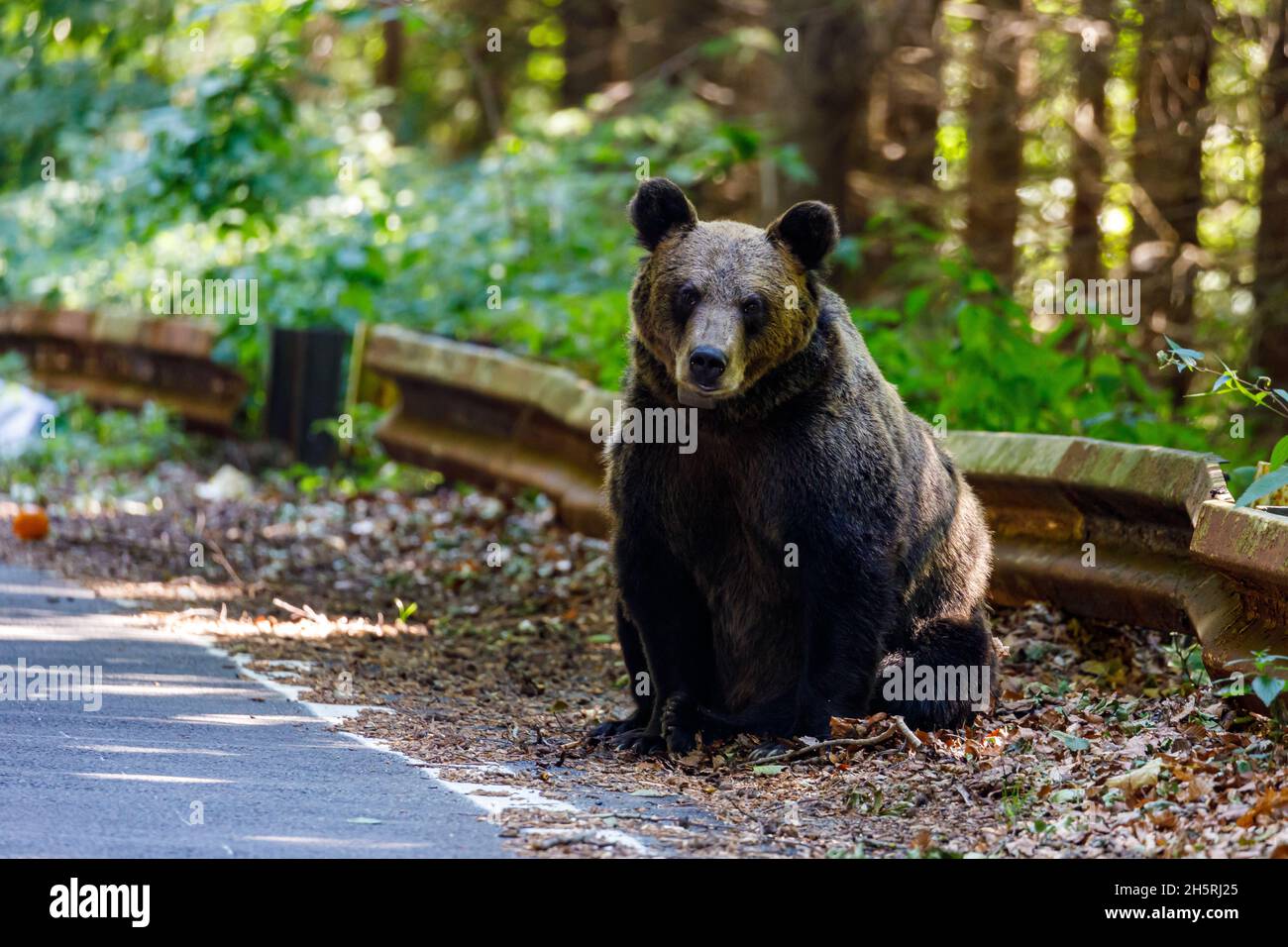 L'orso bruno eurasiatico nei Carpazi di Romania Foto Stock