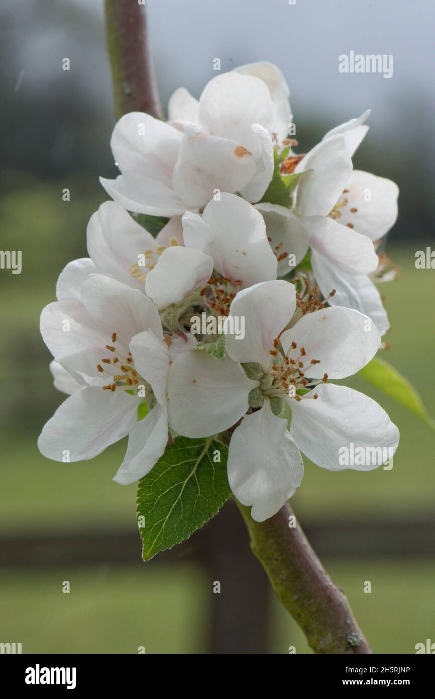 Fiori e boccioli di fiori di apertura e foglie giovani su un ramo di mela varietà Discovery in primavera, questa varietà è coltivato per mangiare, Berkshire, maggio Foto Stock