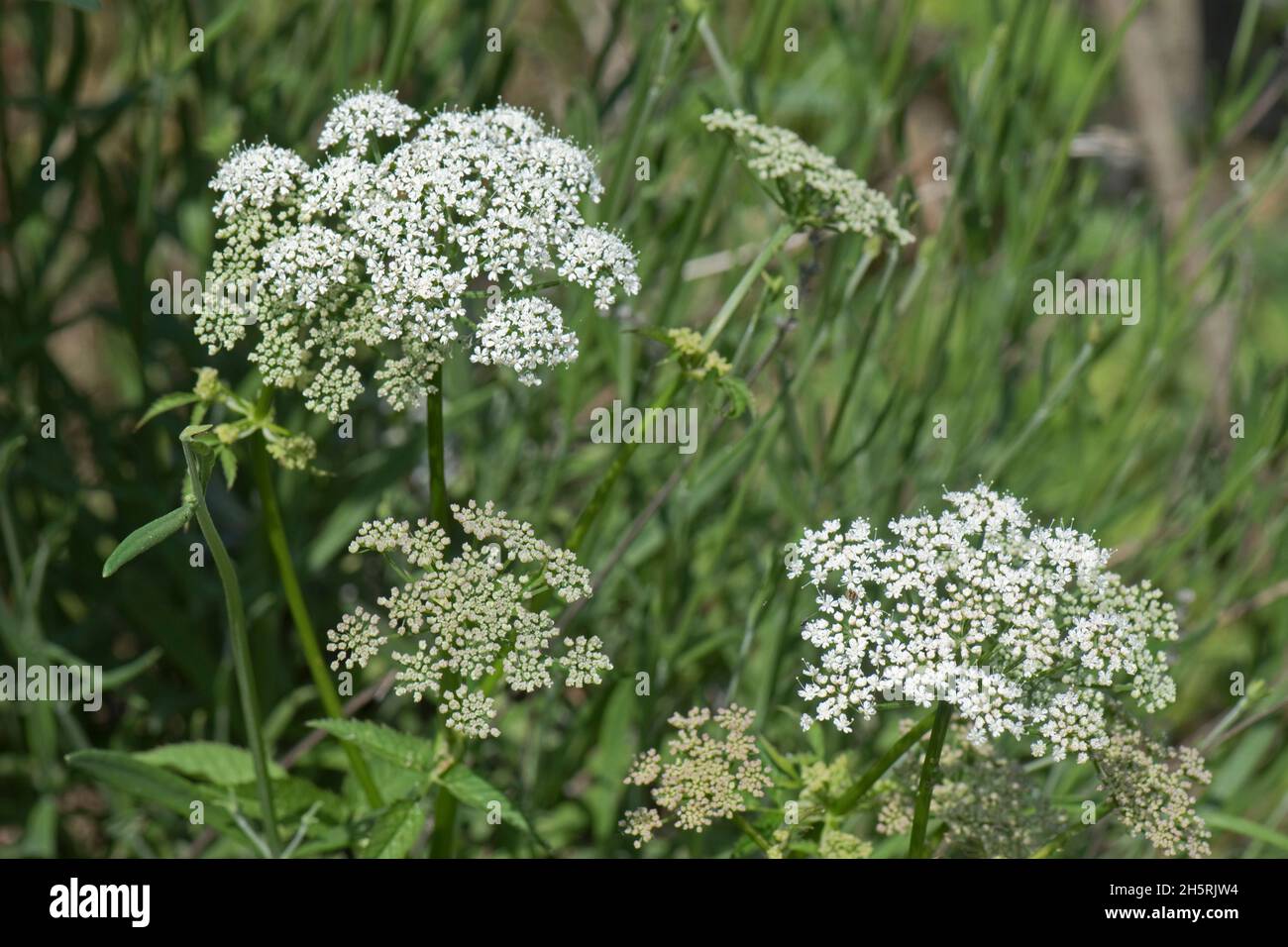 Aggressivo giardino strisciante piangere sambuco (Egopodium podagraria) umbelds di fiori bianchi su pianta perenne, Berkshire, giugno Foto Stock