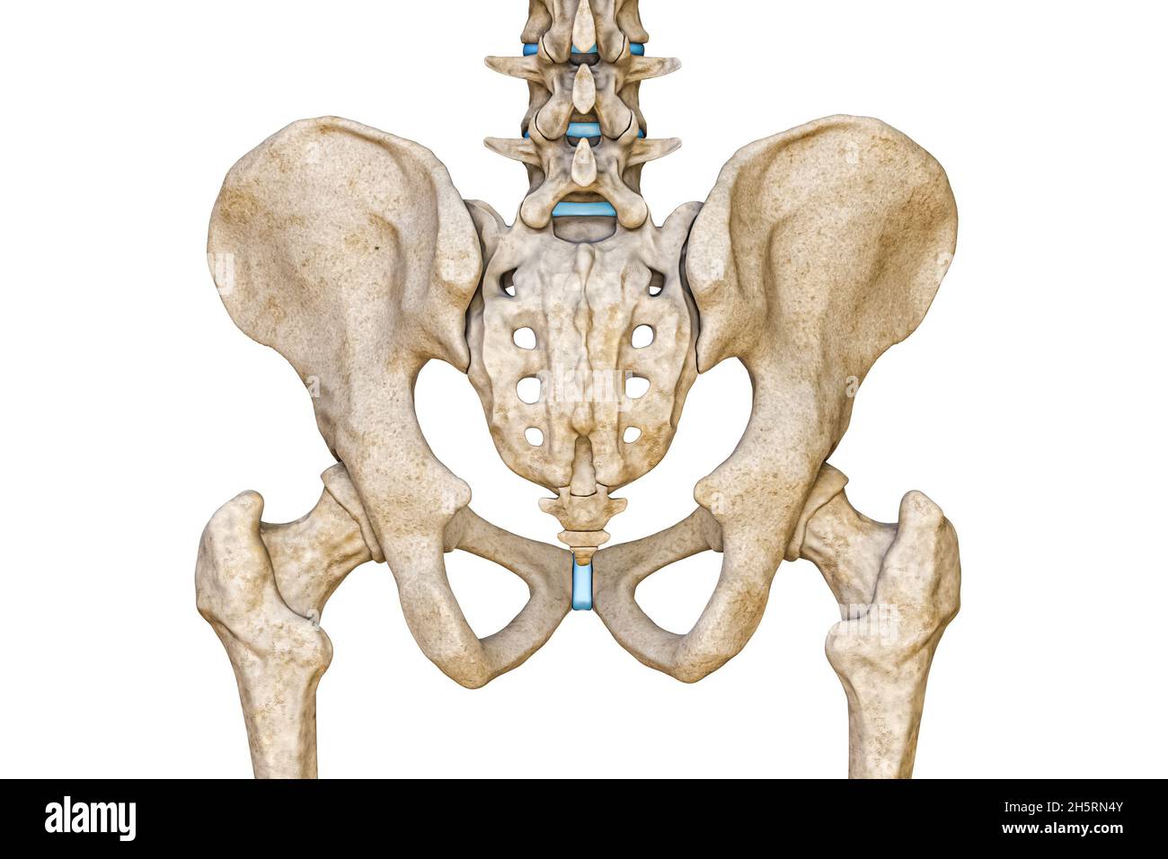 Vista posteriore o posteriore di pelvi maschile umano, sacro, colonna lombare e ossa femorali isolate su sfondo bianco illustrazione di rendering 3D. Anatomo bianco Foto Stock
