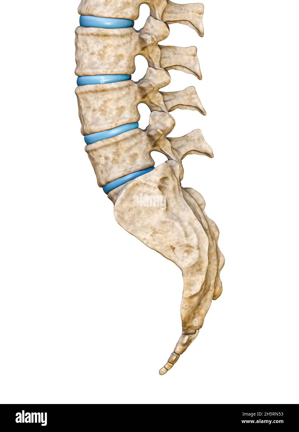 Vista laterale o laterale del sacro umano e delle vertebre lombari isolate su sfondo bianco illustrazione di rendering 3D. Grafico anatomico vuoto. Anatomia, farmaco Foto Stock