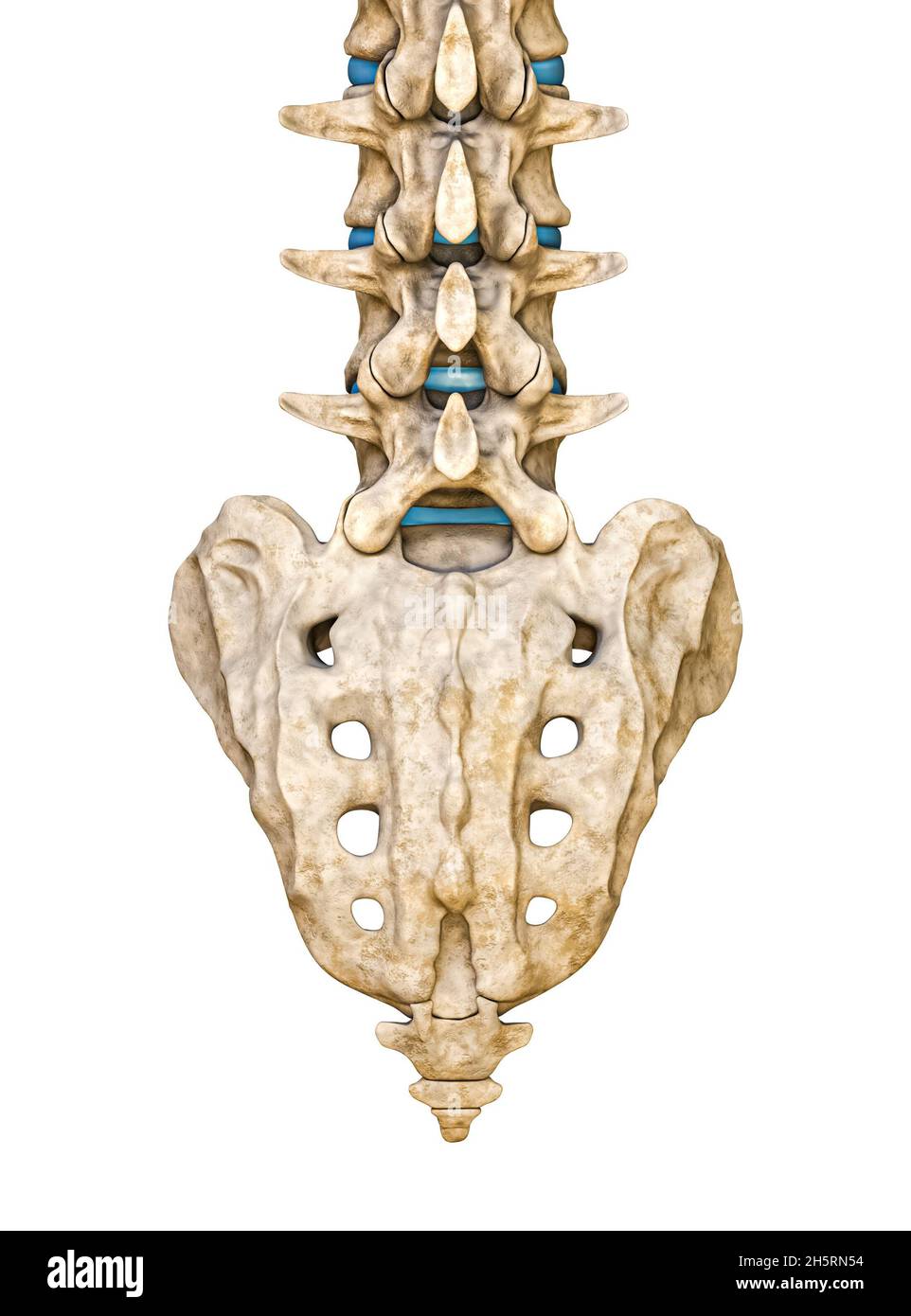 Vista posteriore o posteriore del sacro umano e delle vertebre lombari isolate su sfondo bianco illustrazione di rendering 3D. Grafico anatomico vuoto. Anatomia, m Foto Stock