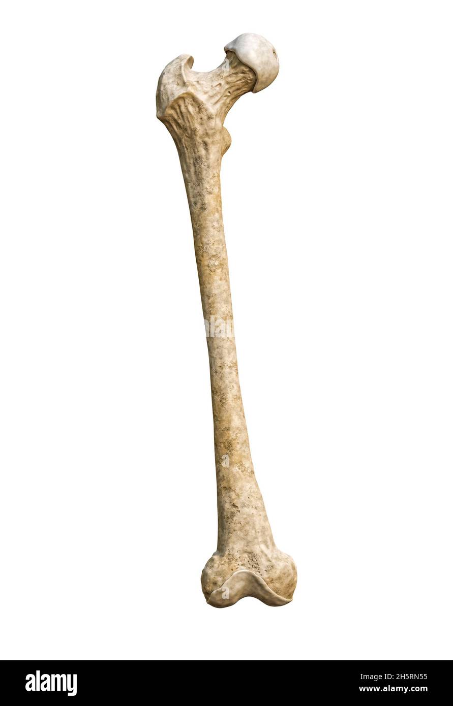 Vista anteriore o frontale di un'osso femorale umano dettagliato isolato su sfondo bianco con rappresentazione 3D dello spazio di copia. Grafico anatomico vuoto. Foto Stock