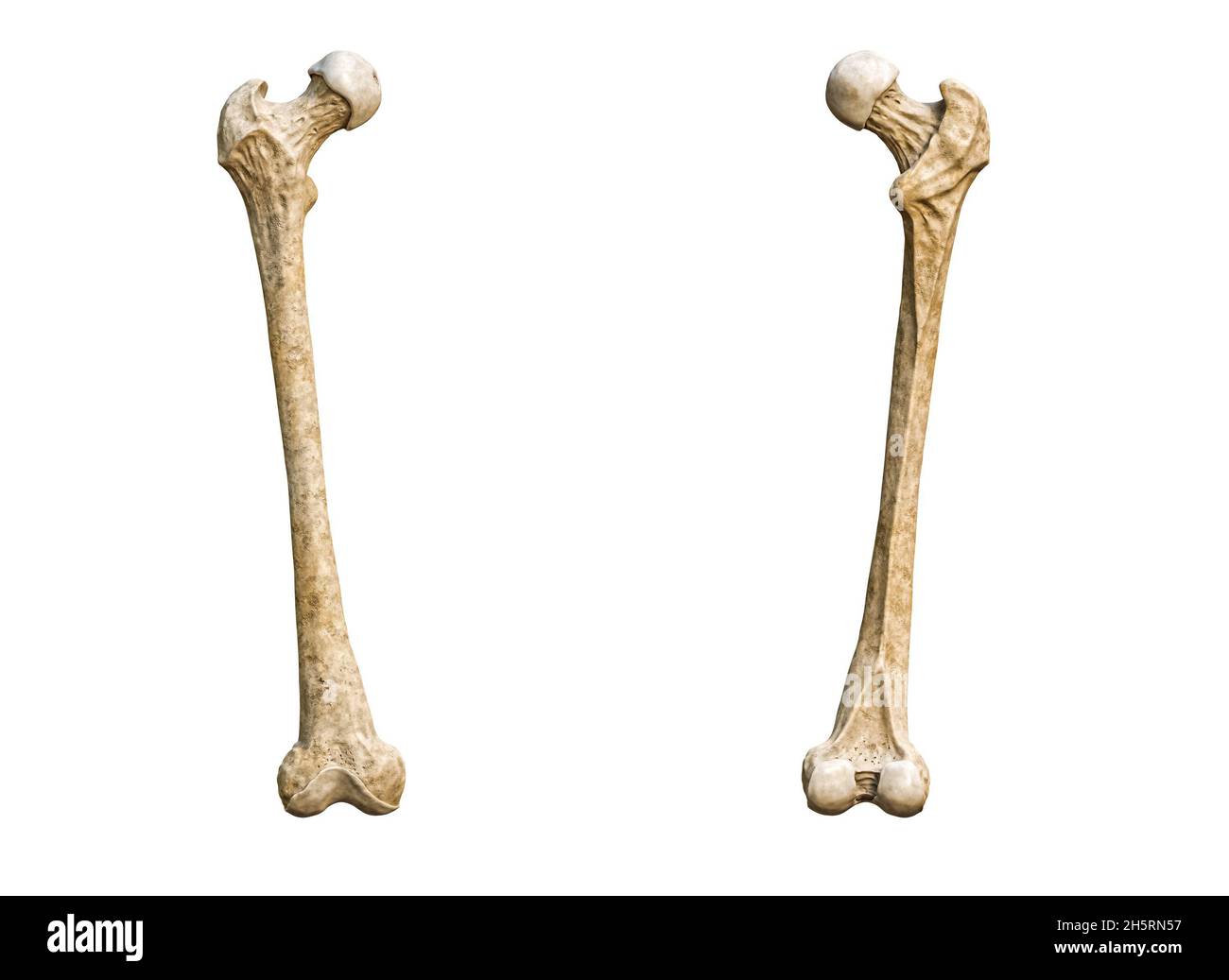 Vista anteriore o anteriore e posteriore o posteriore di un'osso femorale umano dettagliato isolato su sfondo bianco con rappresentazione 3D dello spazio di copia. BL Foto Stock