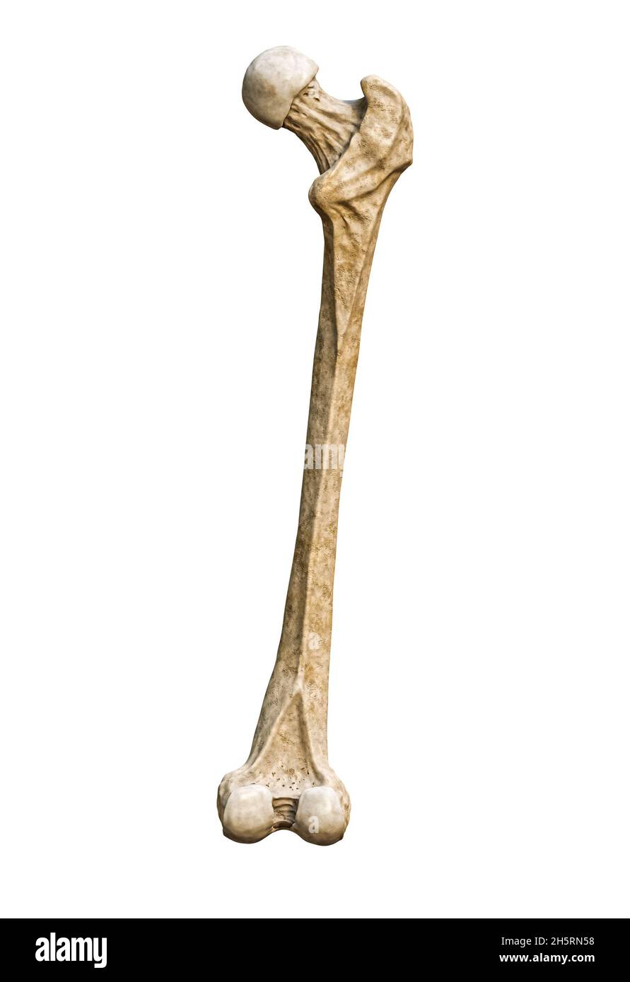 Vista posteriore o posteriore di un'osso femorale umano dettagliato isolato su sfondo bianco con rappresentazione 3D dello spazio di copia. Grafico anatomico vuoto. Foto Stock