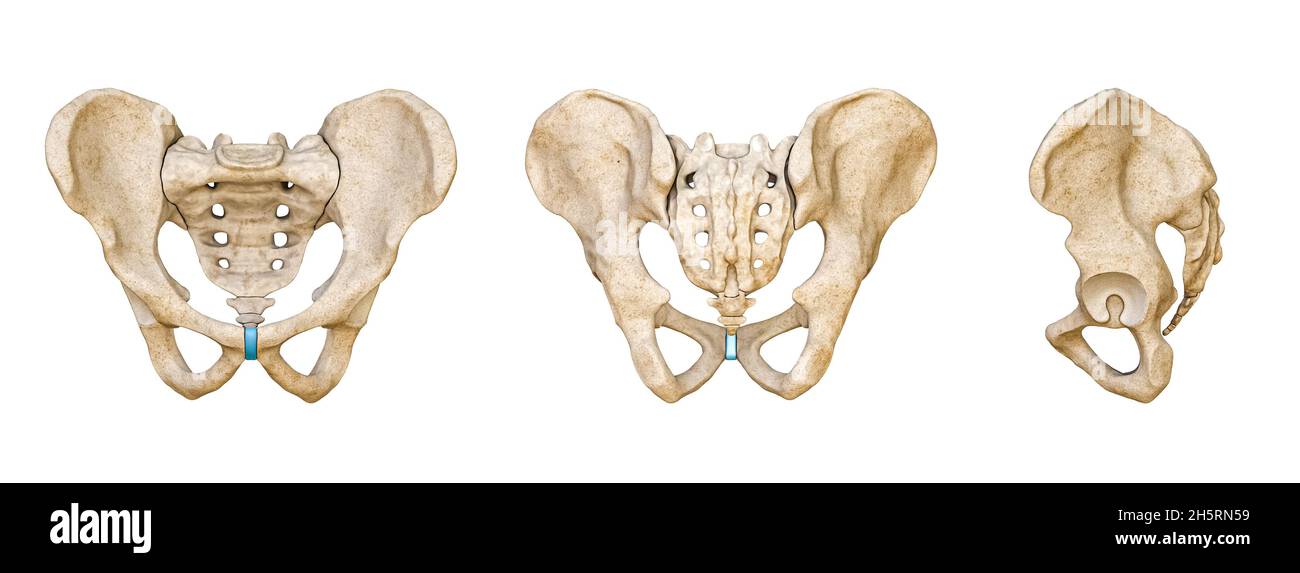 Pelvi umano maschile e ossa sacrali viste posteriori, anteriori e laterali isolate su sfondo bianco illustrazione di rendering 3D. Carattere anatomico vuoto Foto Stock