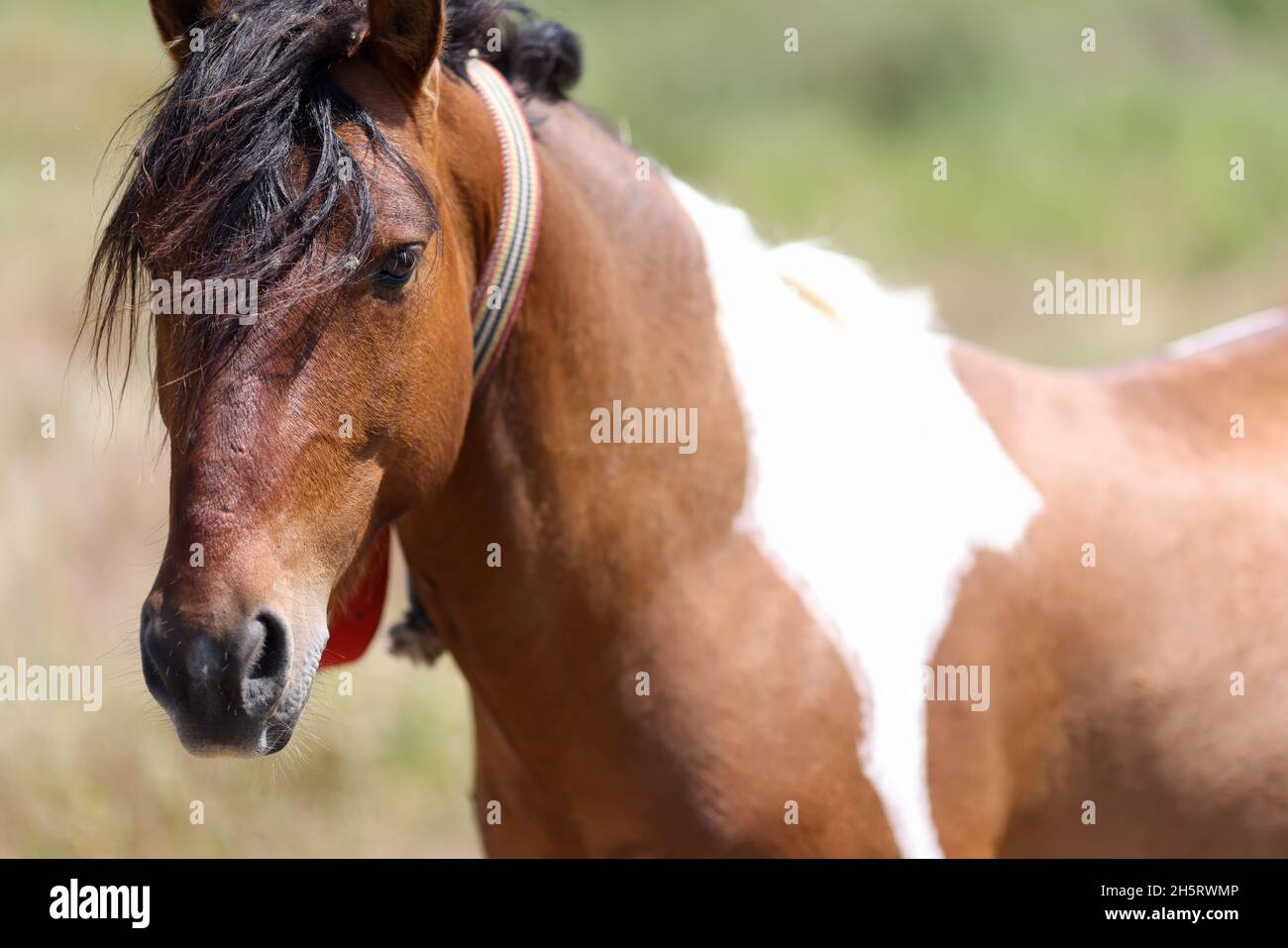 Primo piano di museruola di cavallo bianco marrone con mane lunga Foto Stock