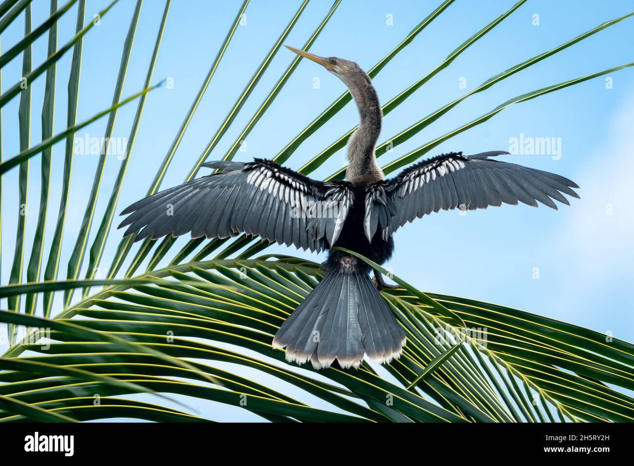 L'Anhinga o Darter o Snakebird che si aggirano e si asciugano con le sue ali sparse in un albero di cocco. Foto Stock