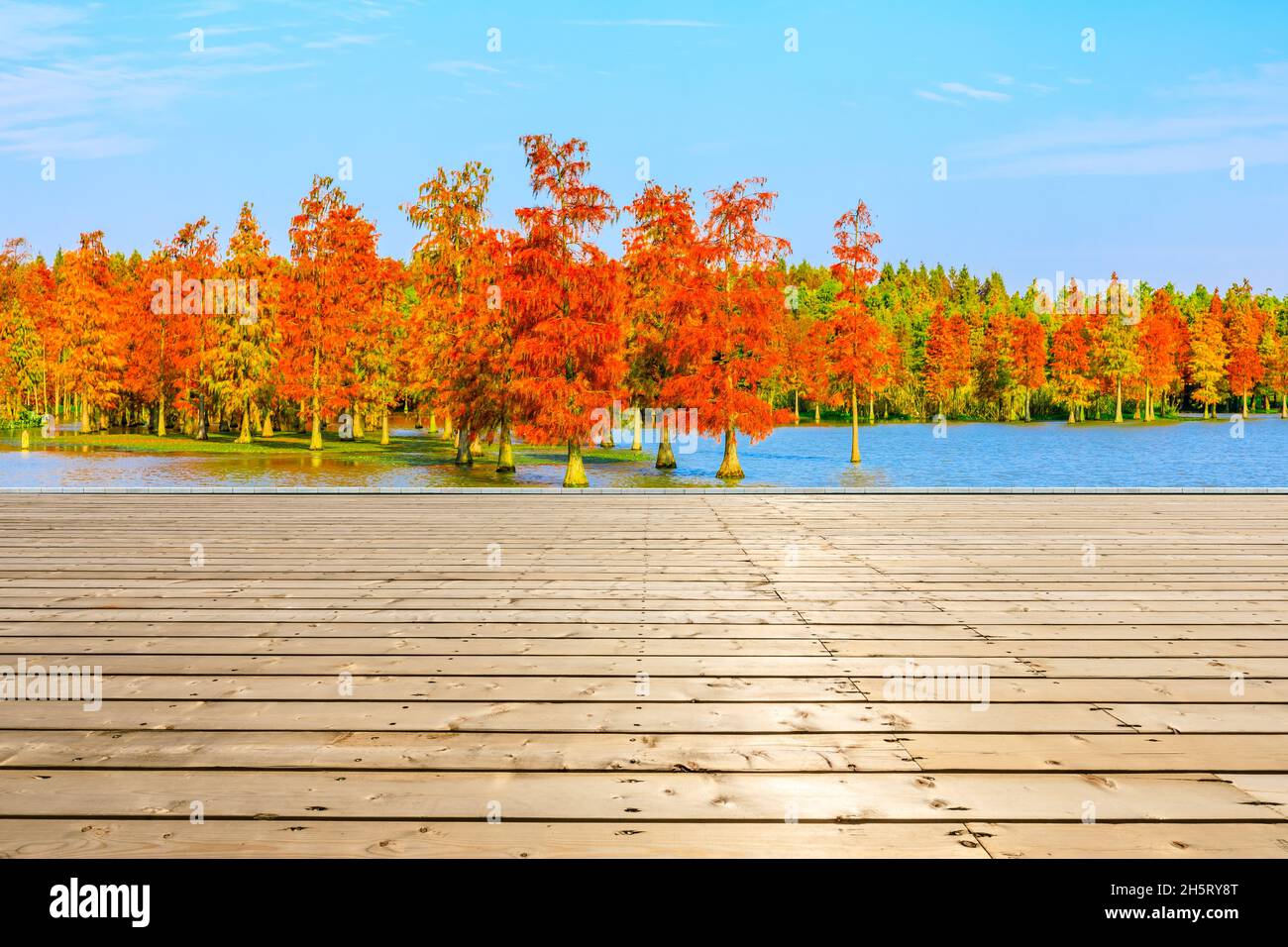 Piazza di legno e paesaggio naturale foresta colorata nella stagione autunnale. Foto Stock