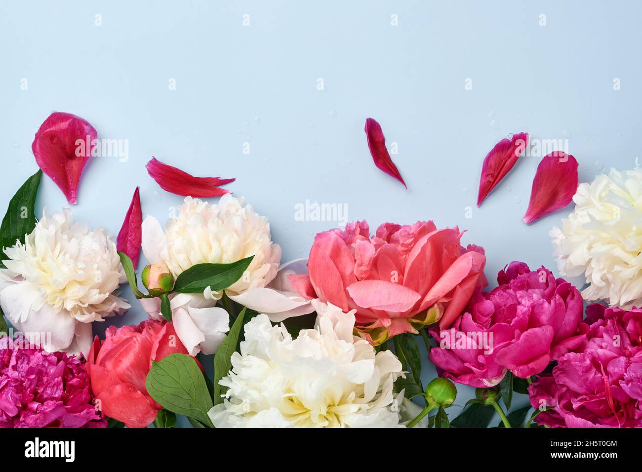 Bel bouquet di fiori di colore rosso, rosa e bianco su sfondo blu, vista dall'alto, spazio copia, piatto. San Valentino, matrimonio e madri backgrou giorno Foto Stock