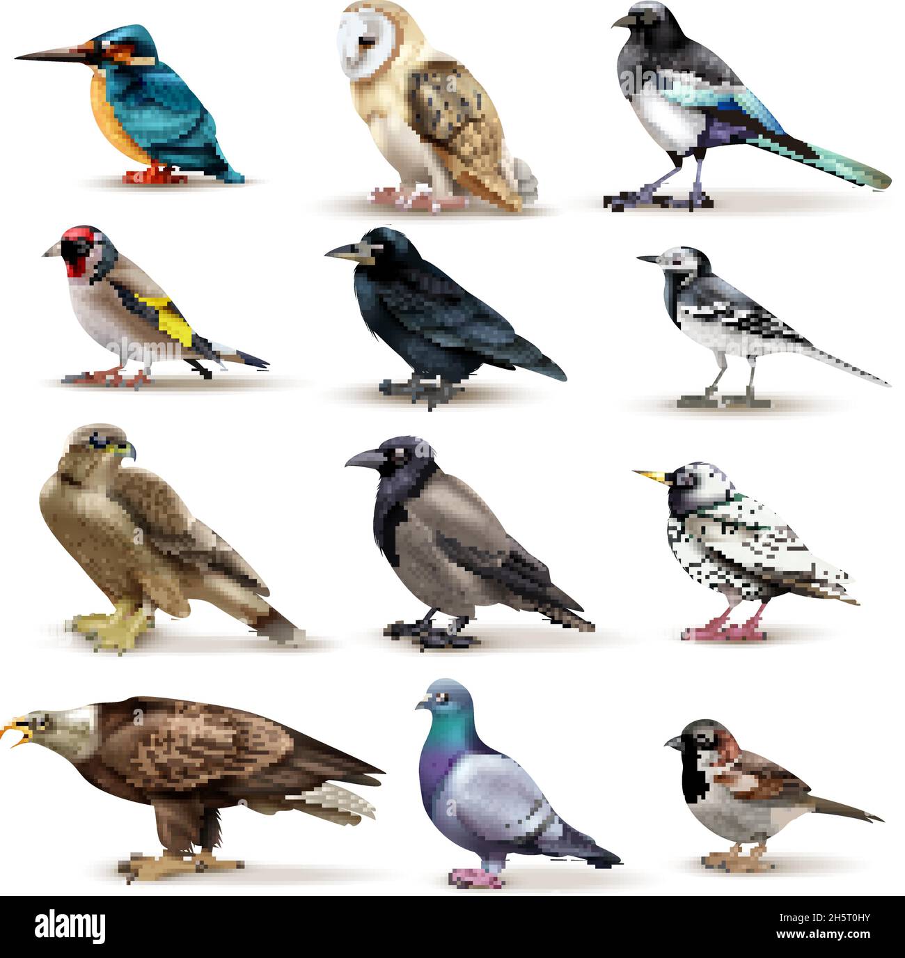 Uccelli set di dodici immagini isolate di uccelli colorati con illustrazione vettoriale di specie diverse su sfondo vuoto Illustrazione Vettoriale