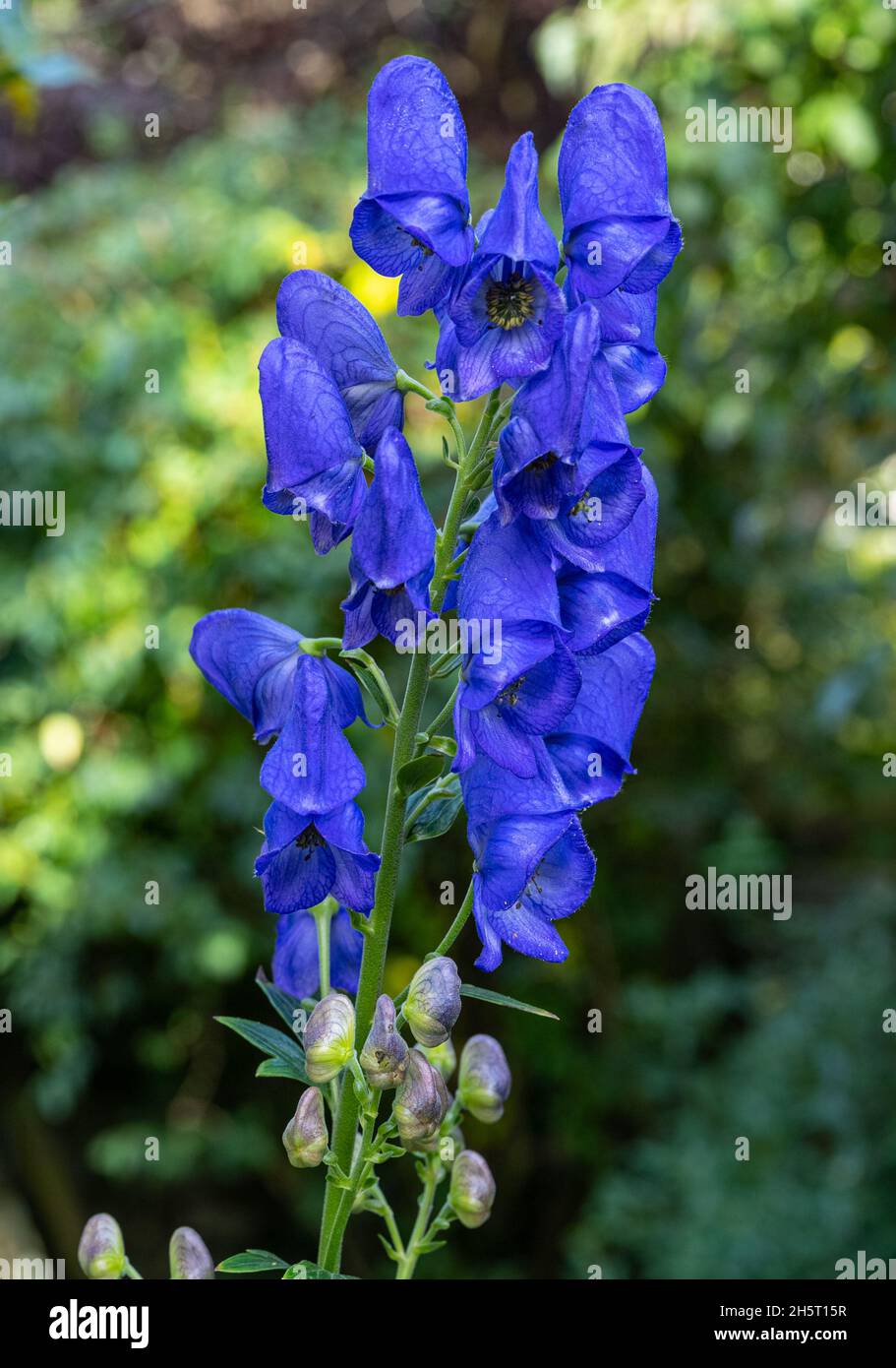 Monkshood, Aconitum Carmichaelii‚ Arendsii. Giardino botanico, KIT, Karlsruhe, Germania, Europa Foto Stock