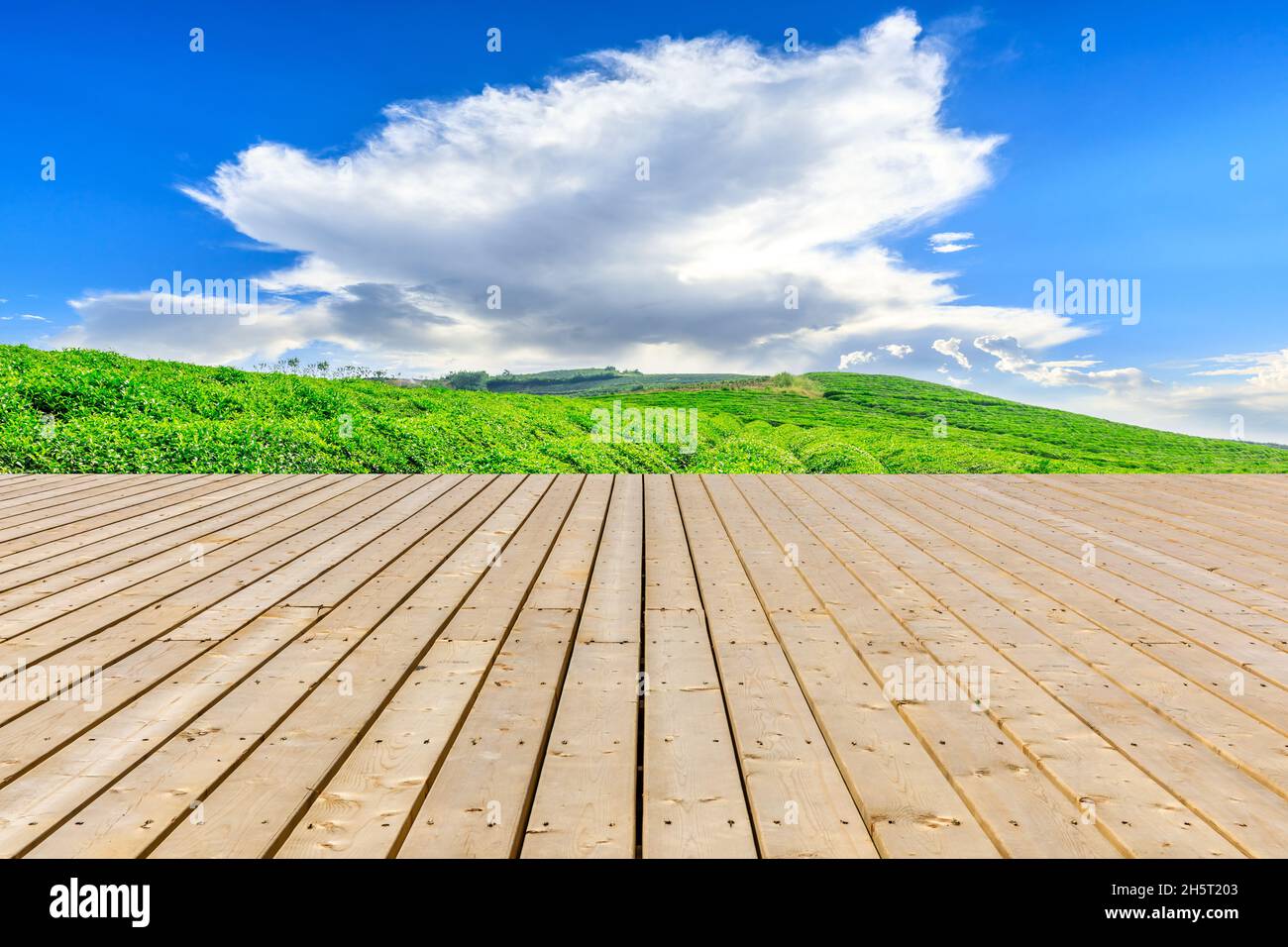 Asse di legno e piantagioni di tè verde sotto il cielo blu. Foto Stock