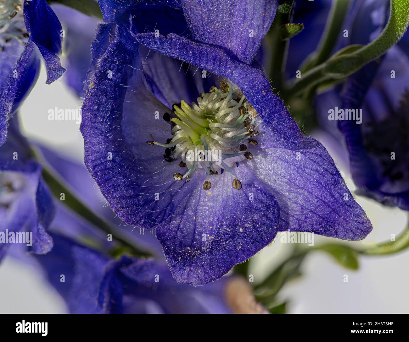 Monkshood, Aconitum Carmichaelii‚ Arendsii. Giardino botanico, KIT, Karlsruhe, Germania, Europa Foto Stock