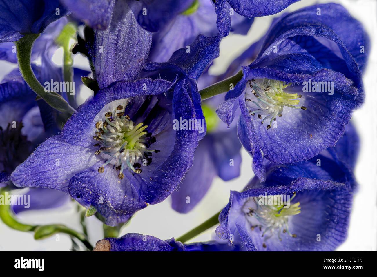 Monkshood, Aconitum Carmichaelii‚ Arendsii. Giardino botanico, KIT, Karlsruhe, Germania, Europa Foto Stock