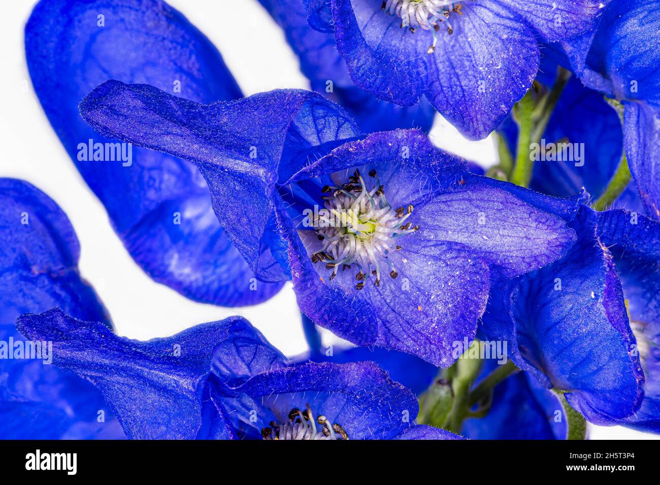 Monkshood, Aconitum Carmichaelii‚ Arendsii. Giardino botanico, KIT, Karlsruhe, Germania, Europa Foto Stock