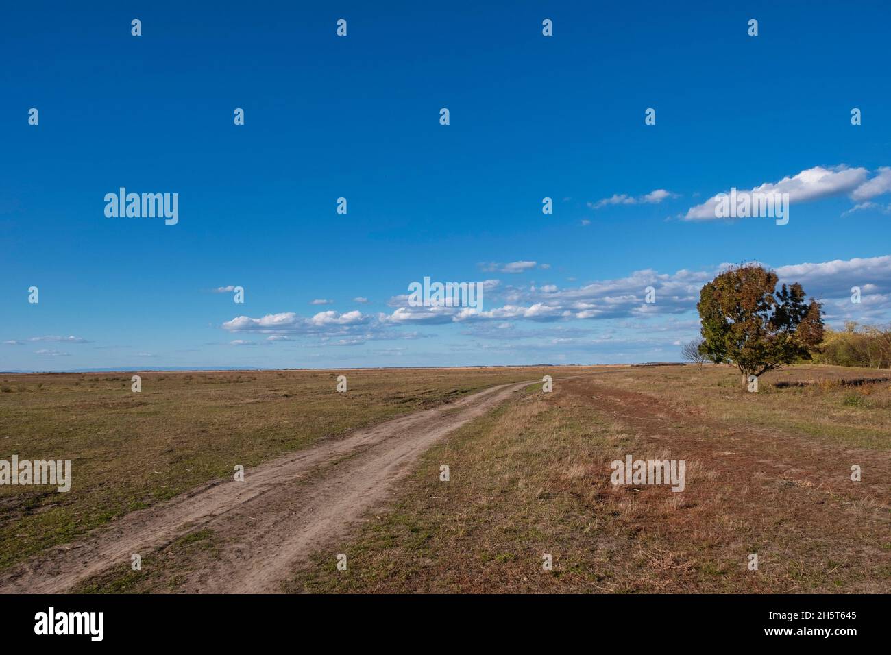 Un albero solitario vicino ad un sentiero nella puszta, Parco Nazionale Hortobágy, Ungheria Foto Stock