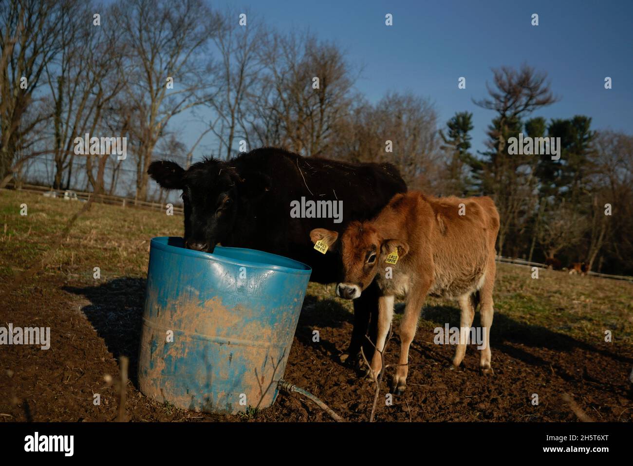 Mucche pascolo durante l'inverno su un campo erboso appartenente ad una piccola azienda agricola biologica a conduzione familiare nel New Jersey. Foto Stock