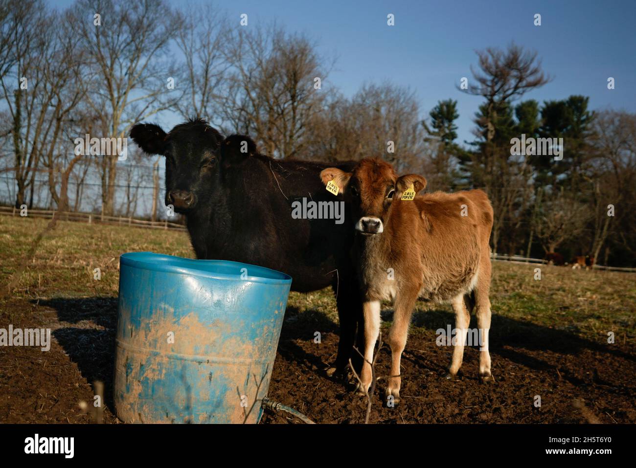 Mucche pascolo durante l'inverno su un campo erboso appartenente ad una piccola azienda agricola biologica a conduzione familiare nel New Jersey. Foto Stock