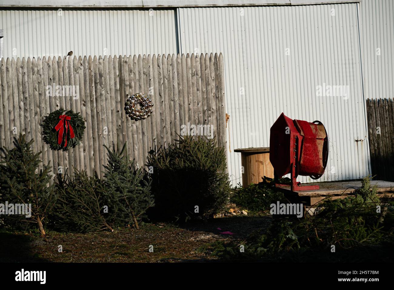 Alberi e ghirlande di Natale cresciuti e venduti in una piccola fattoria a conduzione familiare nel New Jersey. Foto Stock