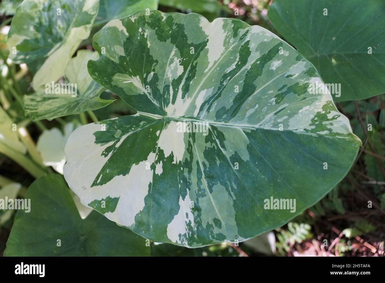 Bella foglia bianca e verde della variegata Alocasia Macrorhiza Foto Stock