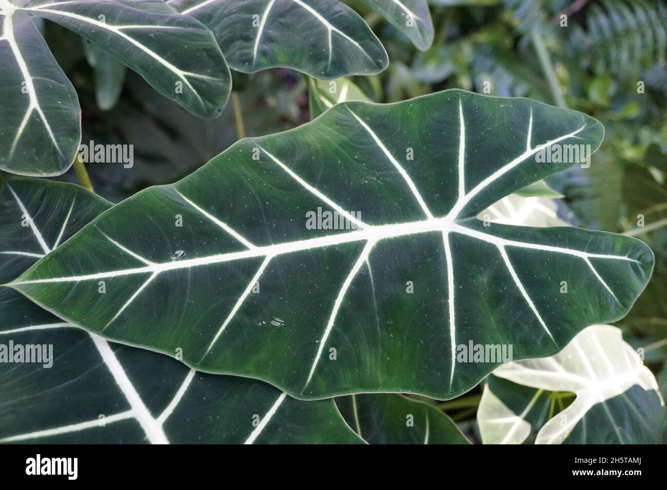 Bella verde scuro e foglie vellutate di Alocasia Frydek Foto Stock