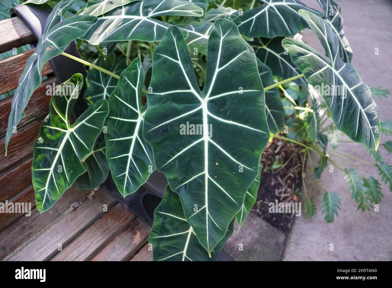 Bella verde scuro e foglie vellutate di Alocasia Frydek Foto Stock