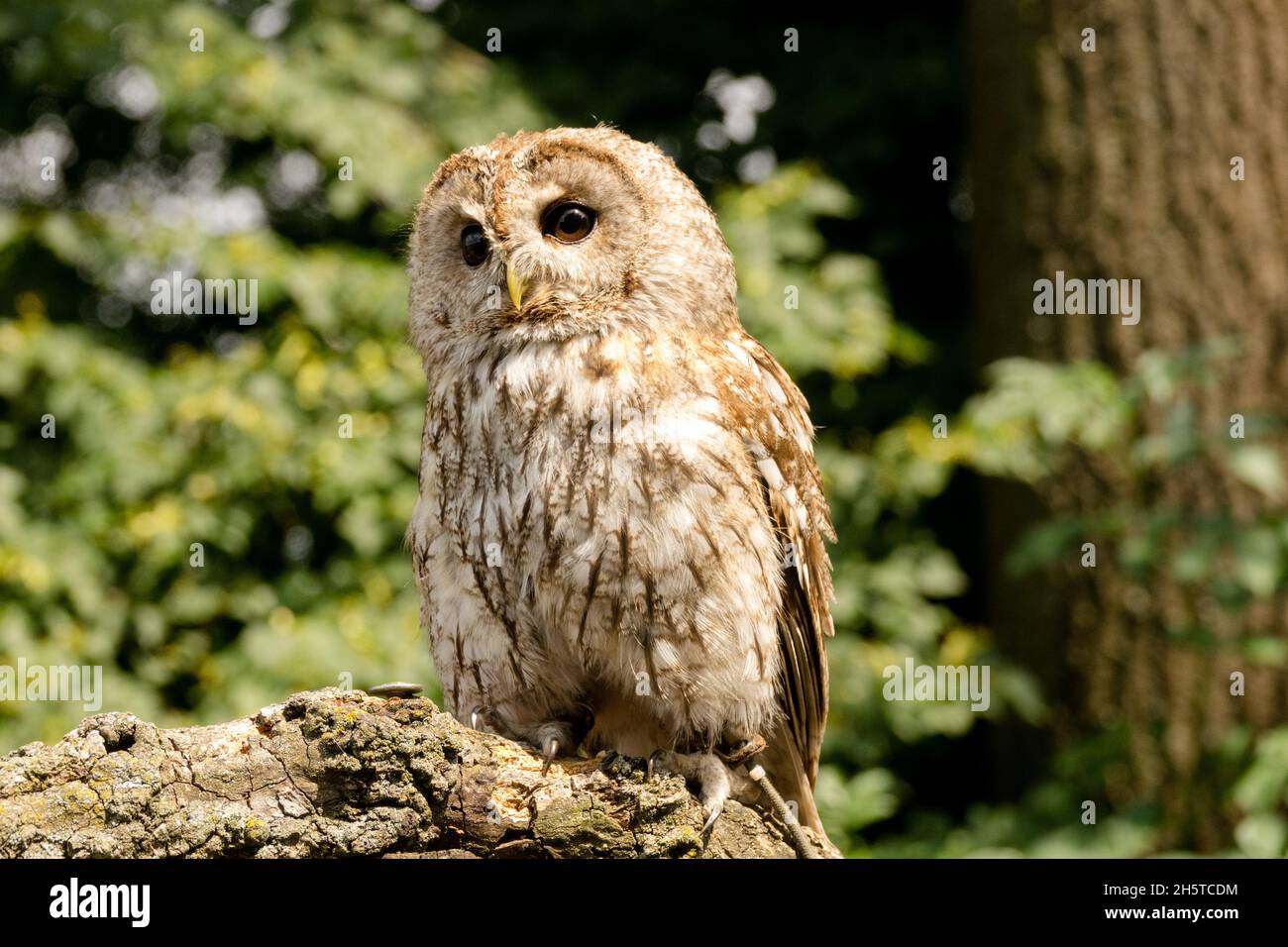 Tawny gufo Strix aluco prigioniero Foto Stock