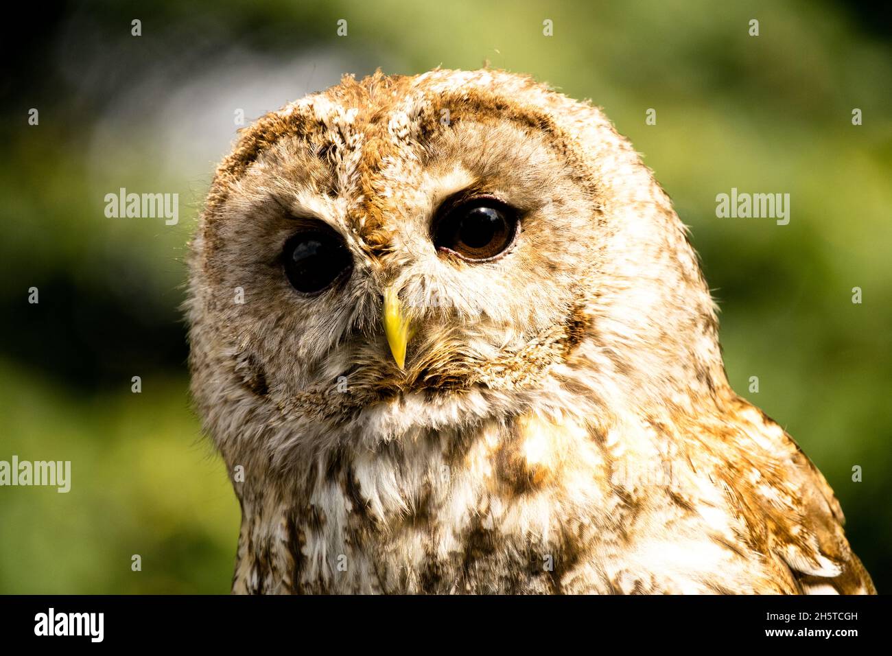 Tawny gufo Strix aluco prigioniero Foto Stock