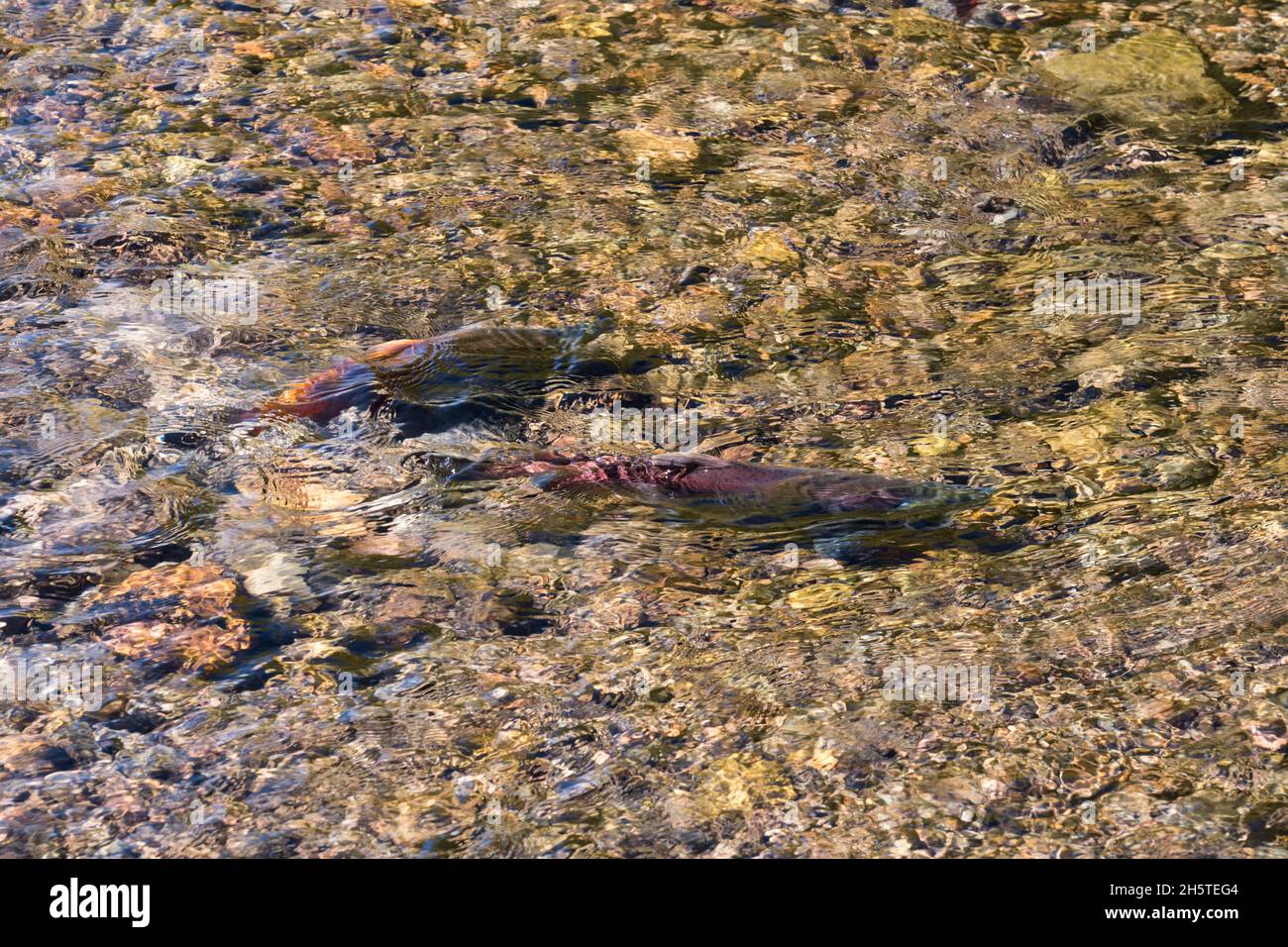 Due salmoni Kokanee, Oncorhynchus nerka, che si riproducono in Twin Creek, un piccolo ruscello che si svuota in Fish Lake nello Utah. Foto Stock