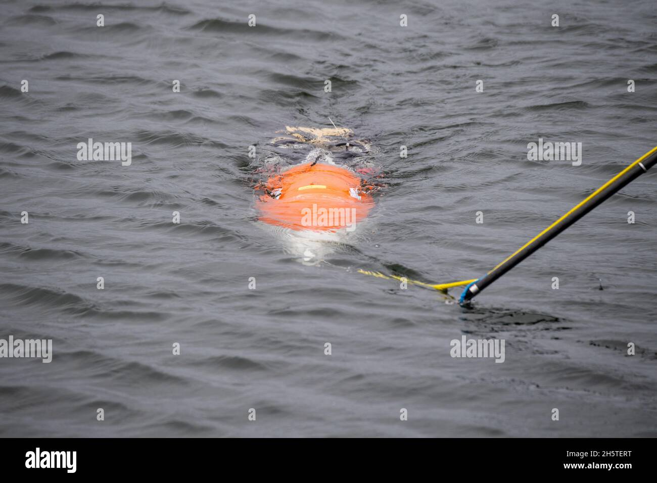 Stralsund, Germania. 11 Nov 2021. I ricercatori testano il prototipo di un drone subacqueo a forma di pinguino nel porto di Stralsund. I veicoli veloci con resistenza all'acqua estremamente bassa dovrebbero contribuire in particolare ad esplorare i piccoli eddies dell'oceano. Credit: Stefan Sauer/dpa/Alamy Live News Foto Stock