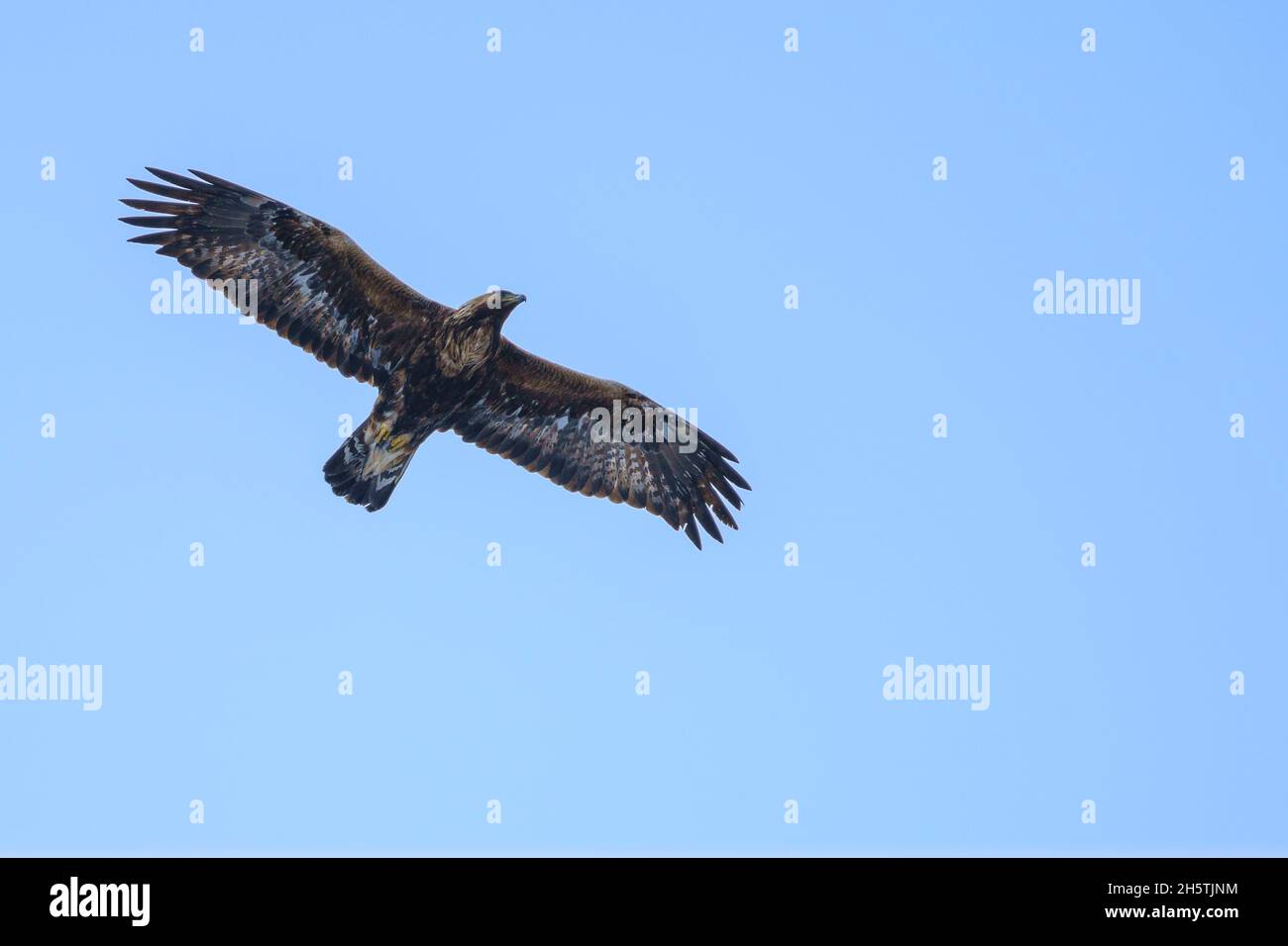 Buzzard a zampe ruvide, Buteo lagopus, hovering nel cielo, Lapponia svedese, Svezia Foto Stock