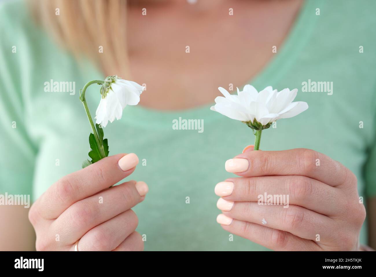 La donna sta tenendo una camomilla fiorente ed una appassita Foto Stock