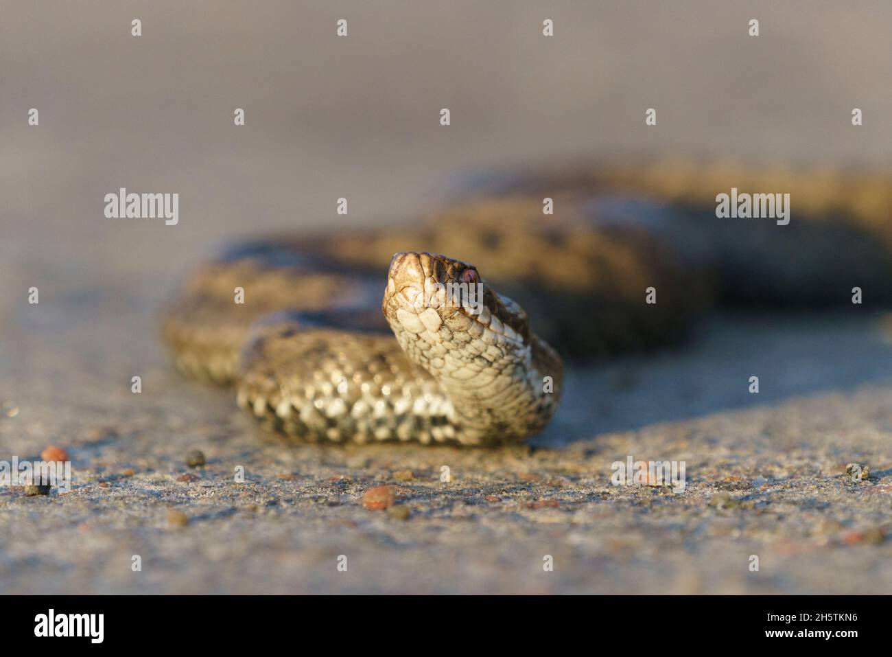 Vipera Eruopea comune, Vipera berus, sdraiato su una strada, Lapponia svedese, Svezia Foto Stock