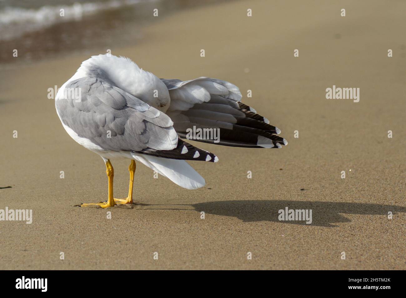 Un ritratto di gabbiani Foto Stock