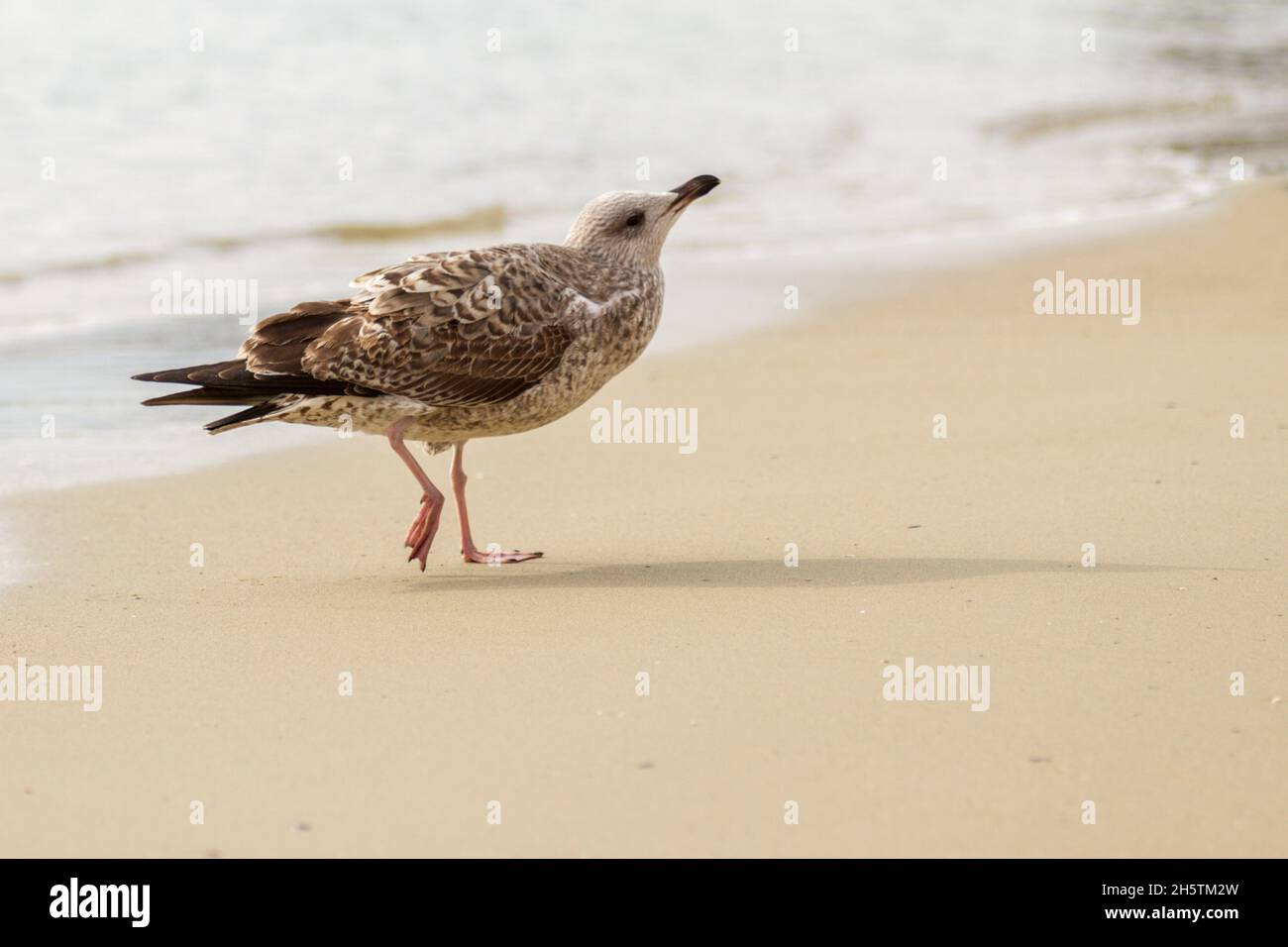 Un ritratto di gabbiani Foto Stock