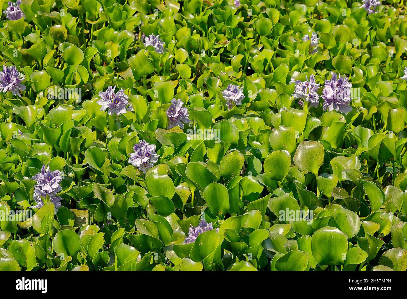 Giacinti d'acqua, fiori di lavanda, crassipes di Eichornia, piante acquatiche, colonia densa, foglie verdi lucide, perenni fluttuanti, natura; fiori selvatici Foto Stock