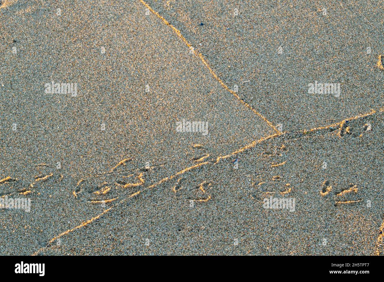 Tracce di uccelli nella sabbia, J.T. Cheeseman Provincial Park, Terranova e Labrador NL, Canada Foto Stock